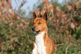 BASENJI 018